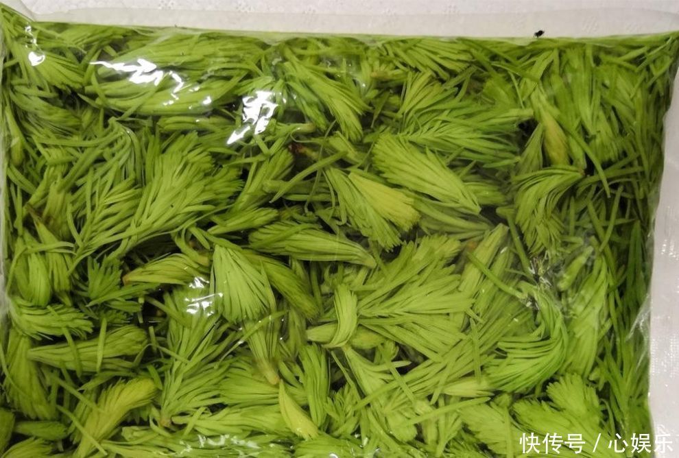 尖端|松树上一种野菜,吃起来像松油,却是难得的稀罕物30元一斤
