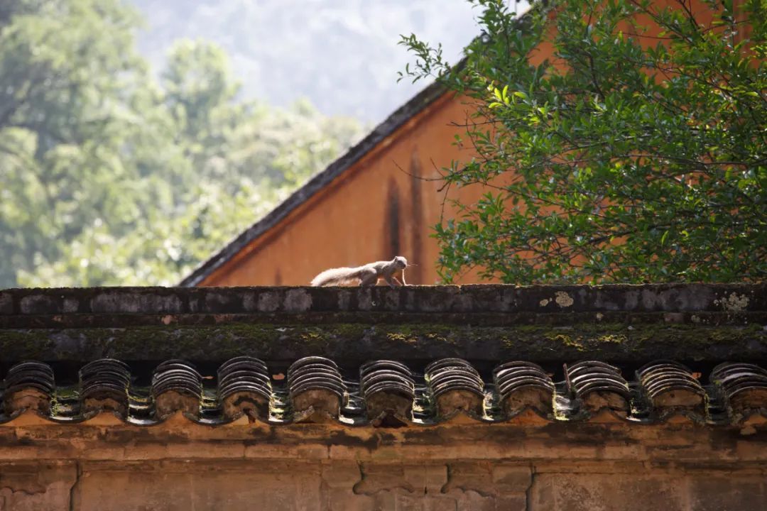 寺院|天台山国清寺恢复开放! 这里低调地美了1400多年, 佛到骨子里!