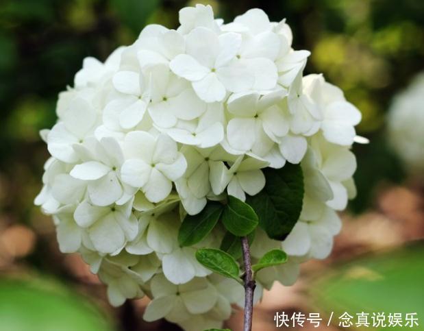 琼花不能“惯着来”,一个“小动作”,花苞成团冒,花朵变成球