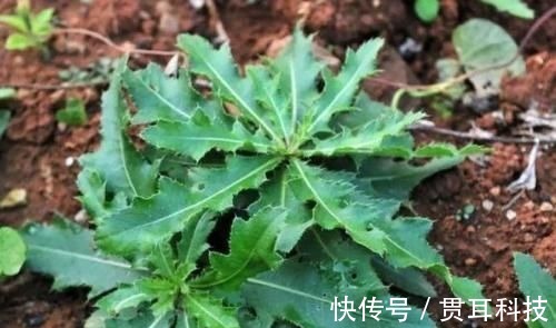 养生|野菜中的养生之王，大城市花高价钱也难买，乡下却随处可见！