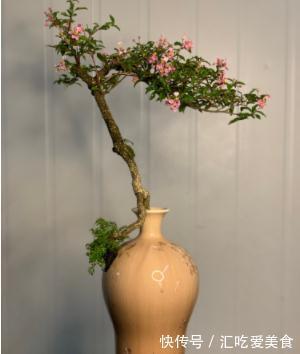 一棵矮霸李氏樱桃,微小型盆景也能观花赏果