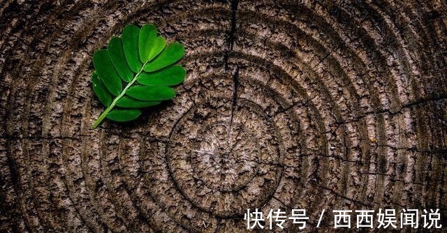 凌寒!王安石很著名一首梅花诗,短短4句传唱1000多年,最后10字太惊艳