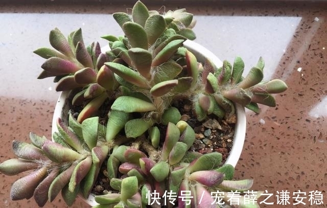 封闭阳台养多肉，很容易徒长，别再养景天科肉肉了，试试这一种