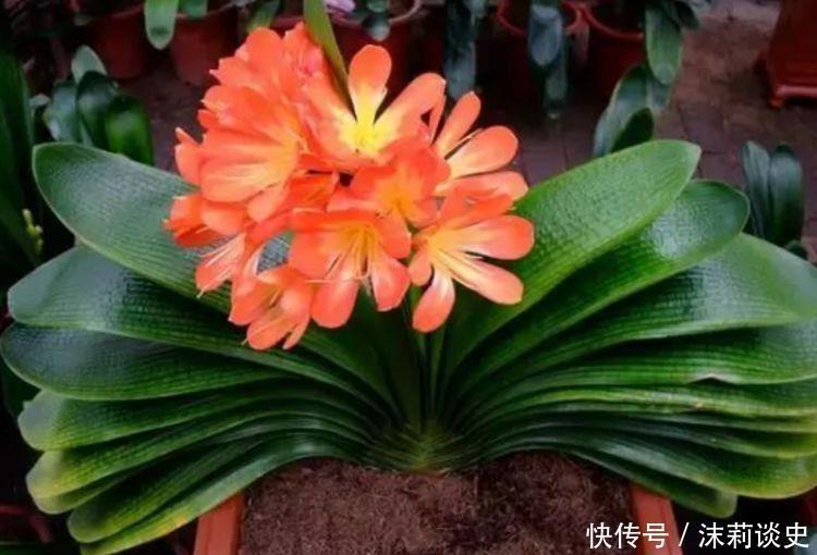 种花|4种花是开花大户,开花美长势旺,黄绿交辉颜值超高