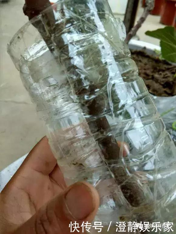 枝条|1个塑料瓶套在无花果枝条上，10天就生根，当年就结50多颗果