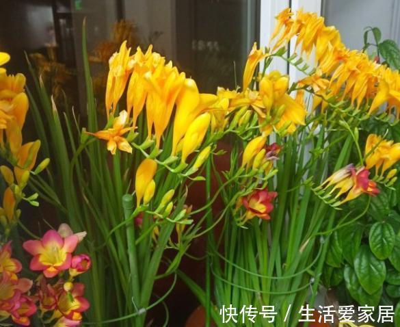 茶花|4种“漂亮花”，开花香气大，家里养一盆，再也不用喷香水