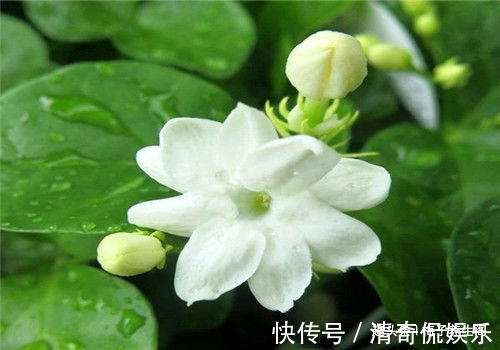 米糊|想长寿要先排毒,多吃4种食物,排出毒素,清理垃圾,养护血管