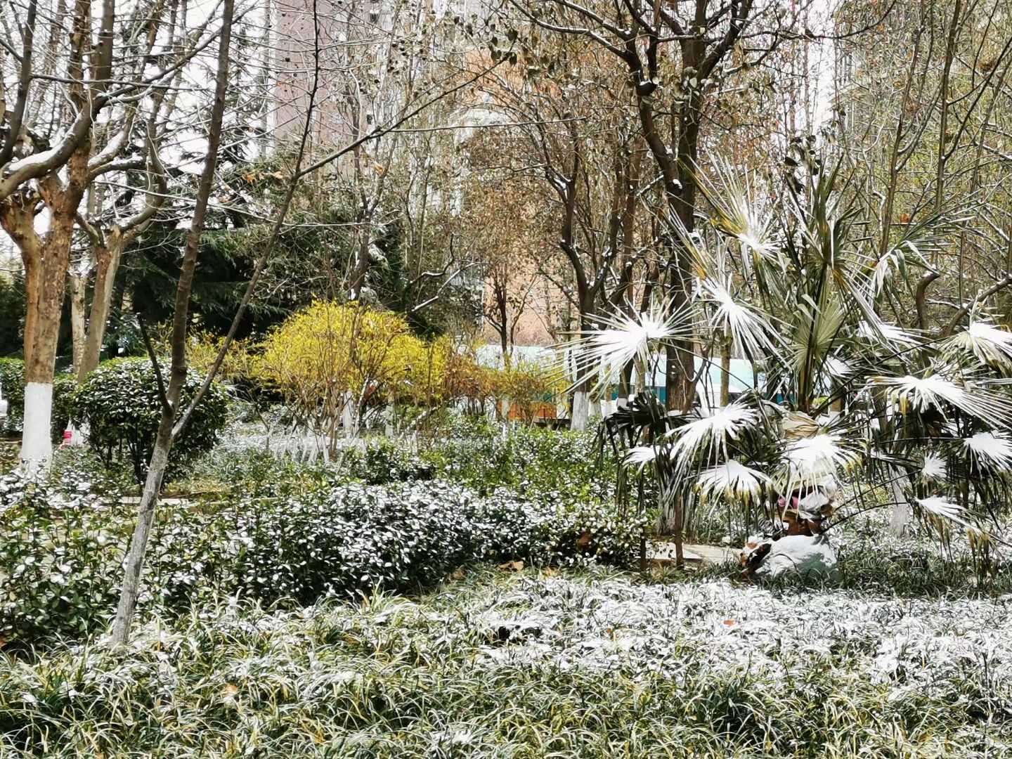 老年|泉城喜降春雪，银装素裹，分外妖娆