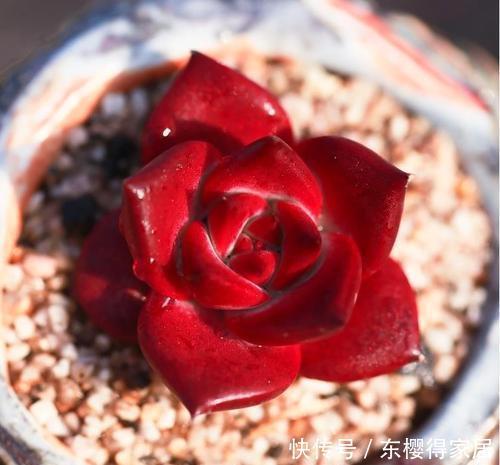 为您整理20款红色系多肉,热情奔放,总有一款是你迷恋的!