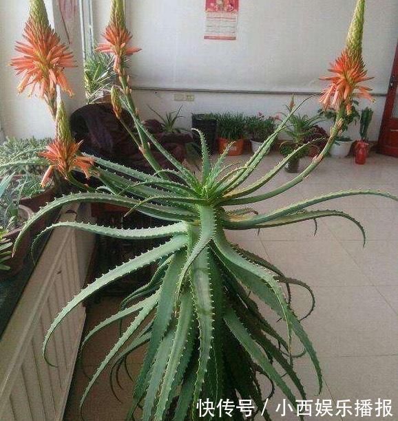 植物|卧室养7种“植物”,放一盆,空气好,睡眠好,好养漂亮长爆盆