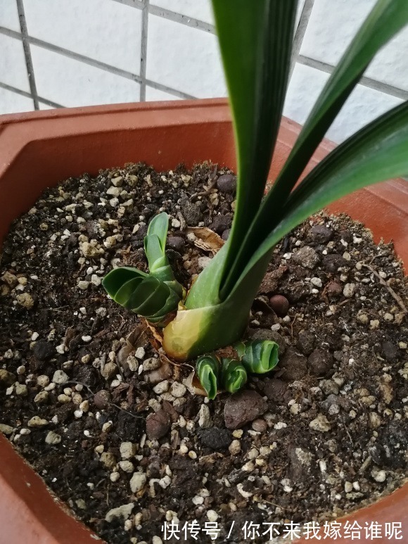 氮肥液|君子兰3大养护难题,一次性给你解决,今年准时开花!