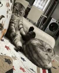 |搞笑GIF:带女朋友去动物园 我感觉好像被骗了