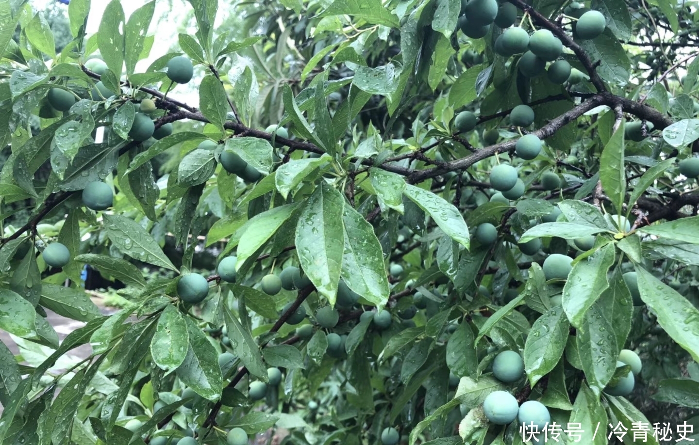 忙种|芒种——又叫“忙种”，是 二十四节气中的第九个节气