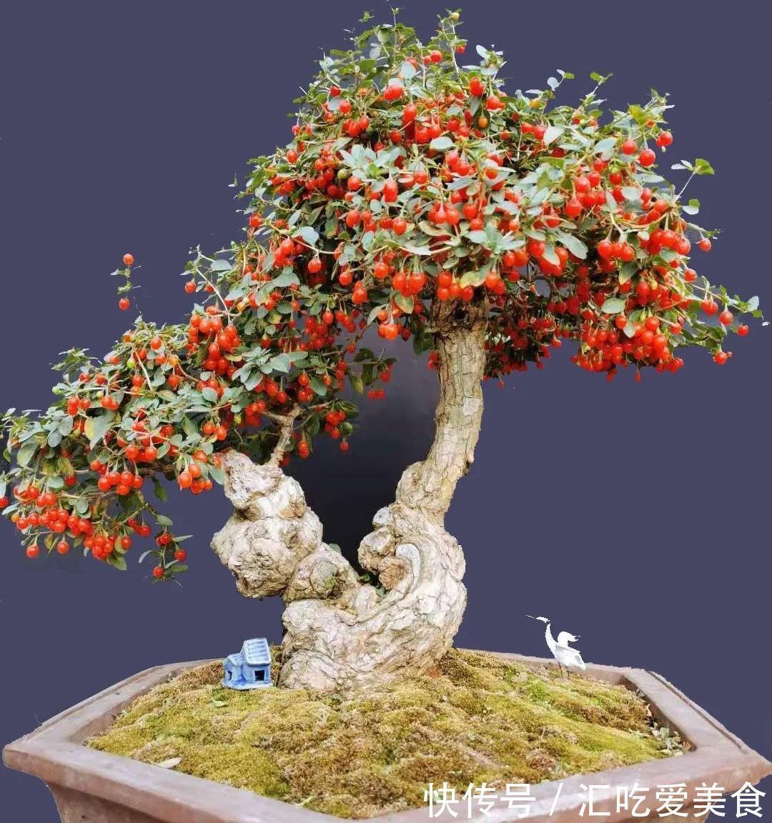 农村常的3种“疙瘩树”,树桩古朴苍劲,适合做成盆景观赏