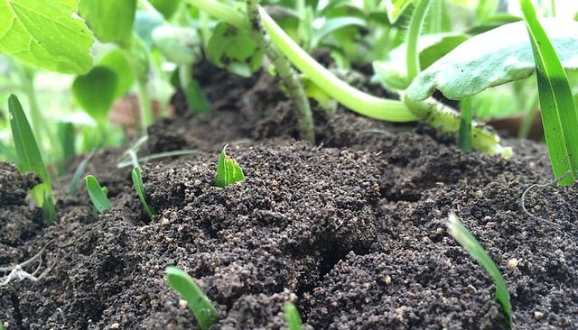 豆腐這樣吃，營養更翻倍！配上“黃金搭檔”，全家老少吃得健康~