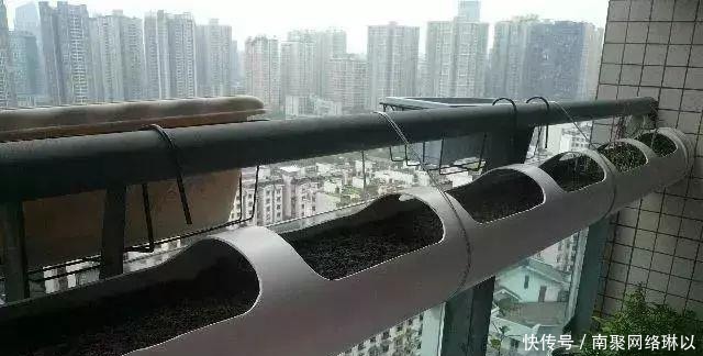 阳台别再晒衣服了,用一根水管,就能种出全家人吃的菜!