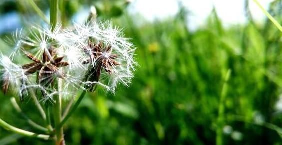 黄金搭档|“它”蒲公英是黄金搭档,坚持连喝7天,清肝明目,显年轻!