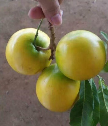 零食|女性不想子宫早衰,晚上当零食吃几个,保养卵巢,更显年轻