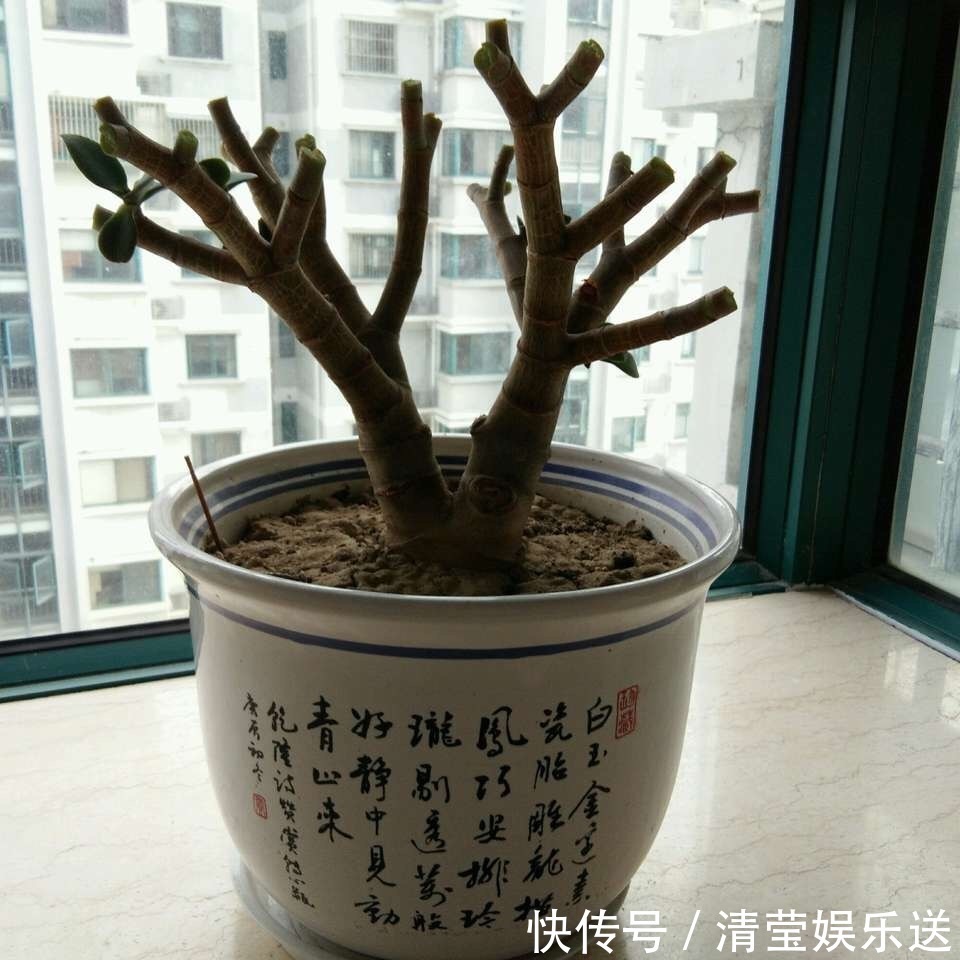 光头|10月玉树“剪光头”,20天冒出“一堆”新芽,变成老桩超漂亮