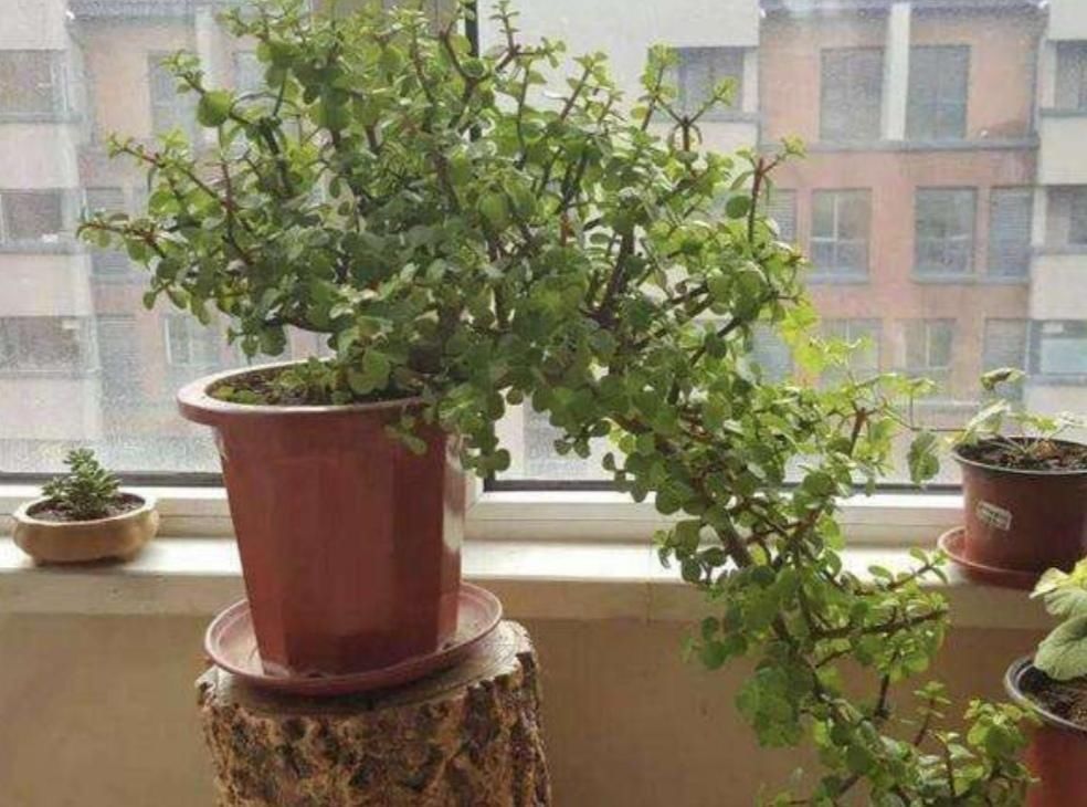 旺盛|养金枝玉叶盆景,要舍得修剪枝条,株型才能越来越美观