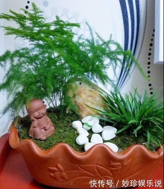 就这5种花,不能晒太阳,一不小心就晒死,不妨你就试一试