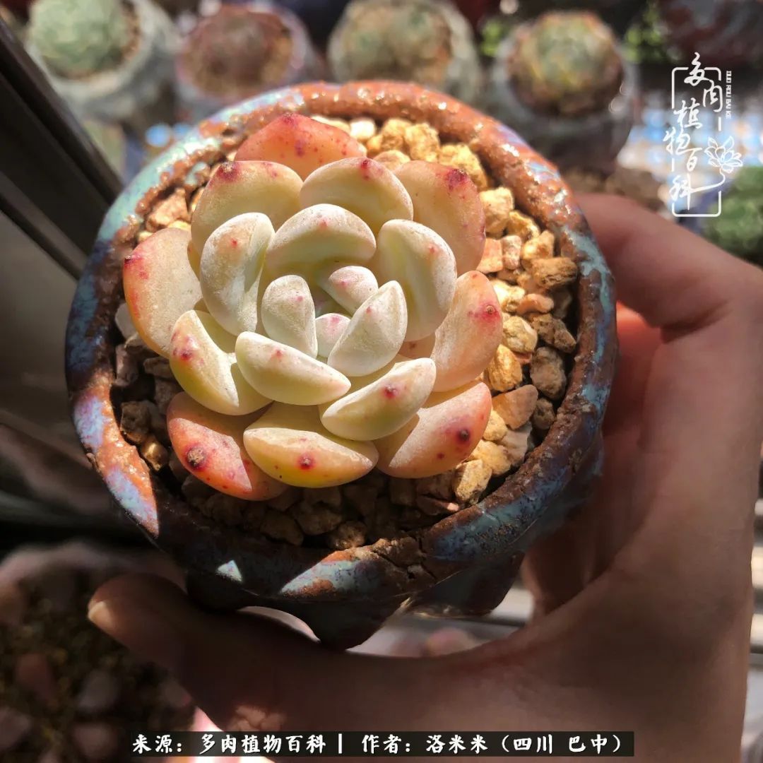 时间是多肉最好的滤镜！附个人养护经验！