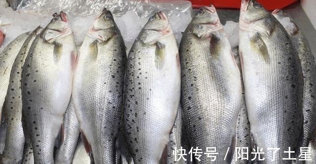 同样是鲈鱼,淡水鲈鱼和海鲈鱼有啥区别差别很大,可别再买错了!
