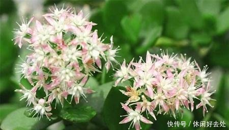 这2种便宜花是“镇宅之宝”，这样养一养，摇身变成“大老桩”！