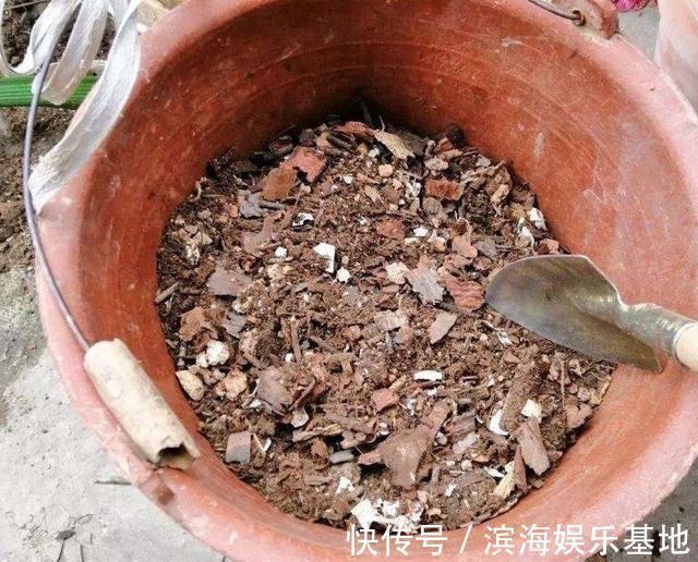 养花|7种“垃圾”不是废物,泡一下水,肥的流油,养花一级棒