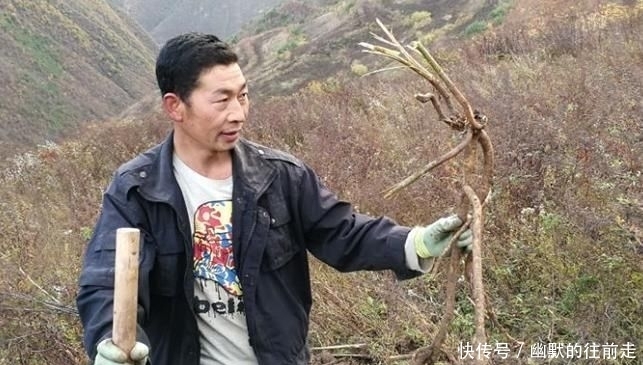  黄金搭档|黄芪的“黄金搭档”，每天坚持泡水喝，排出毒素、肝也净了