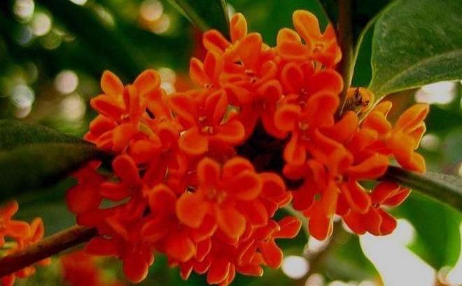 聪明人养花,别的不养就养“此3种”,难怪越来越健康、还富裕