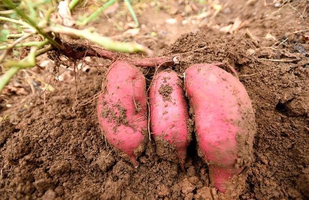 红薯叶|冬天,吃红薯能降血糖吗多数人不清楚,今天就告诉你答案