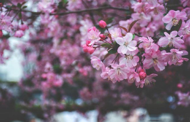  名花一枝香一国——诗词美图集