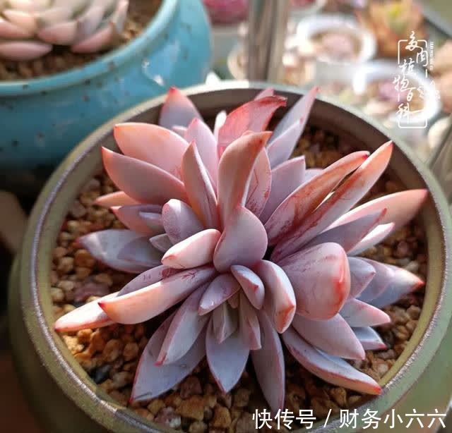 揭秘：那些干净又温暖的多肉照片从哪里来？