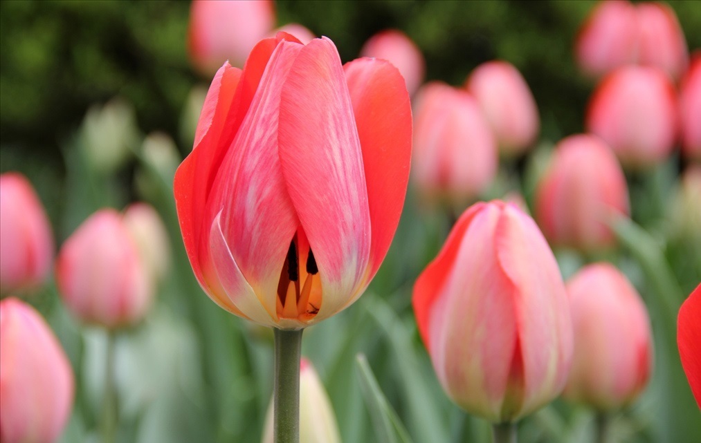 花姿|此花有着丰富的花色，有着优雅的花姿，代表的是高贵和善良