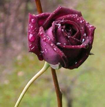 香槟玫瑰|玫瑰花,最美的“4种”,随便养一盆,比香水好闻,比牡丹更好看