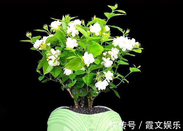 板结|养茉莉花,用什么“土”最合适,特别是新手,这一点一定要注意