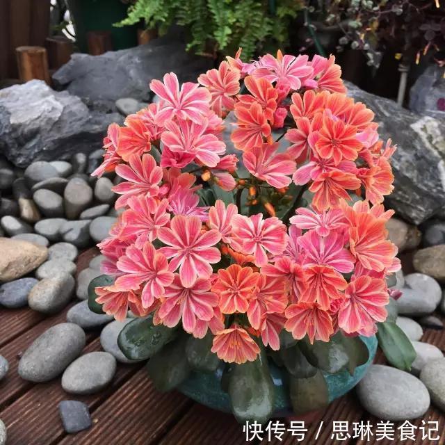 这花像长寿花一样好养,全年不间断的开花,太美了