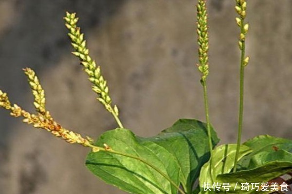 常吃车前草好处多,除了抗菌消炎外,竟还有白捡的三大好处