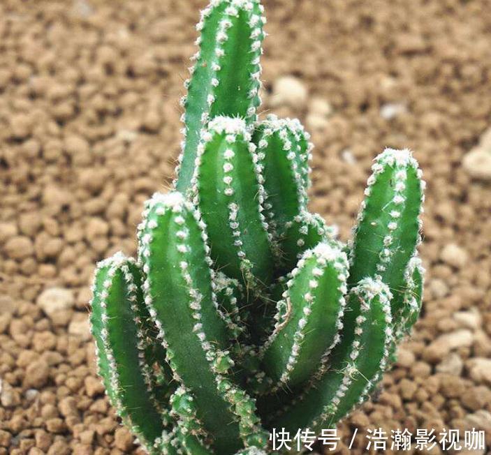 家里“3种花”最怕潮,哪里干燥就放哪,才能一年四季“花儿旺”