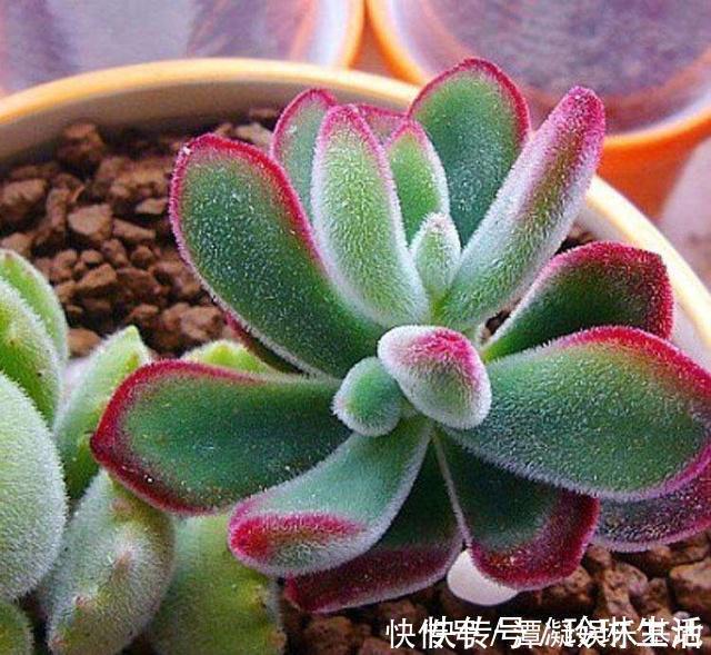 肥厚|养这10种花，再喜欢也别多浇水，少浇水，不管它，反而花更多