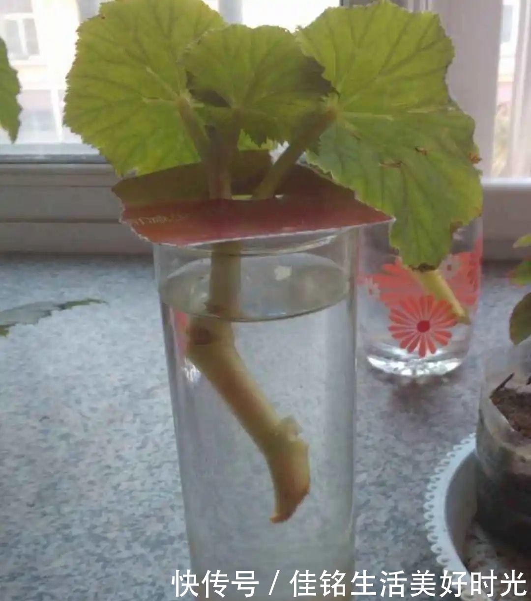 8种花夏天太容易死,现在赶紧扦插,死了也不心疼