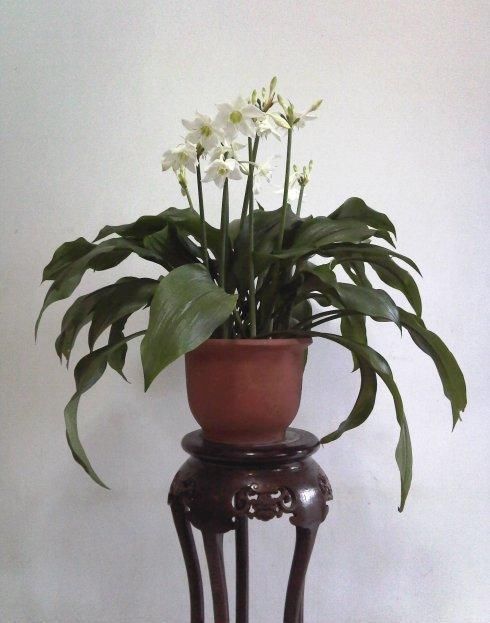 常春藤|这“5种”花越阴凉长得越旺,摆在房内净化空气,身体越来越健康