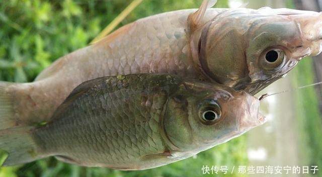 接二连三|冬天钓鱼很难这几种霸气钓法,板鲫接二连三,上个不停