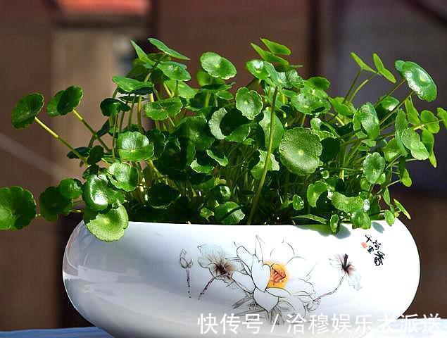 铜钱草|养不好铜钱草，小花匠教你几个“窍门”，叶片巴掌大，满盆爆铜钱