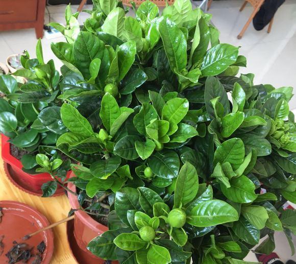 养护|秋天3种花,千万不要买,买了难养活,白白浪费钱