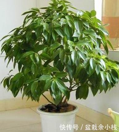 想在客厅养花就选这“5种”,它们好看又好养,一月浇一次水就行