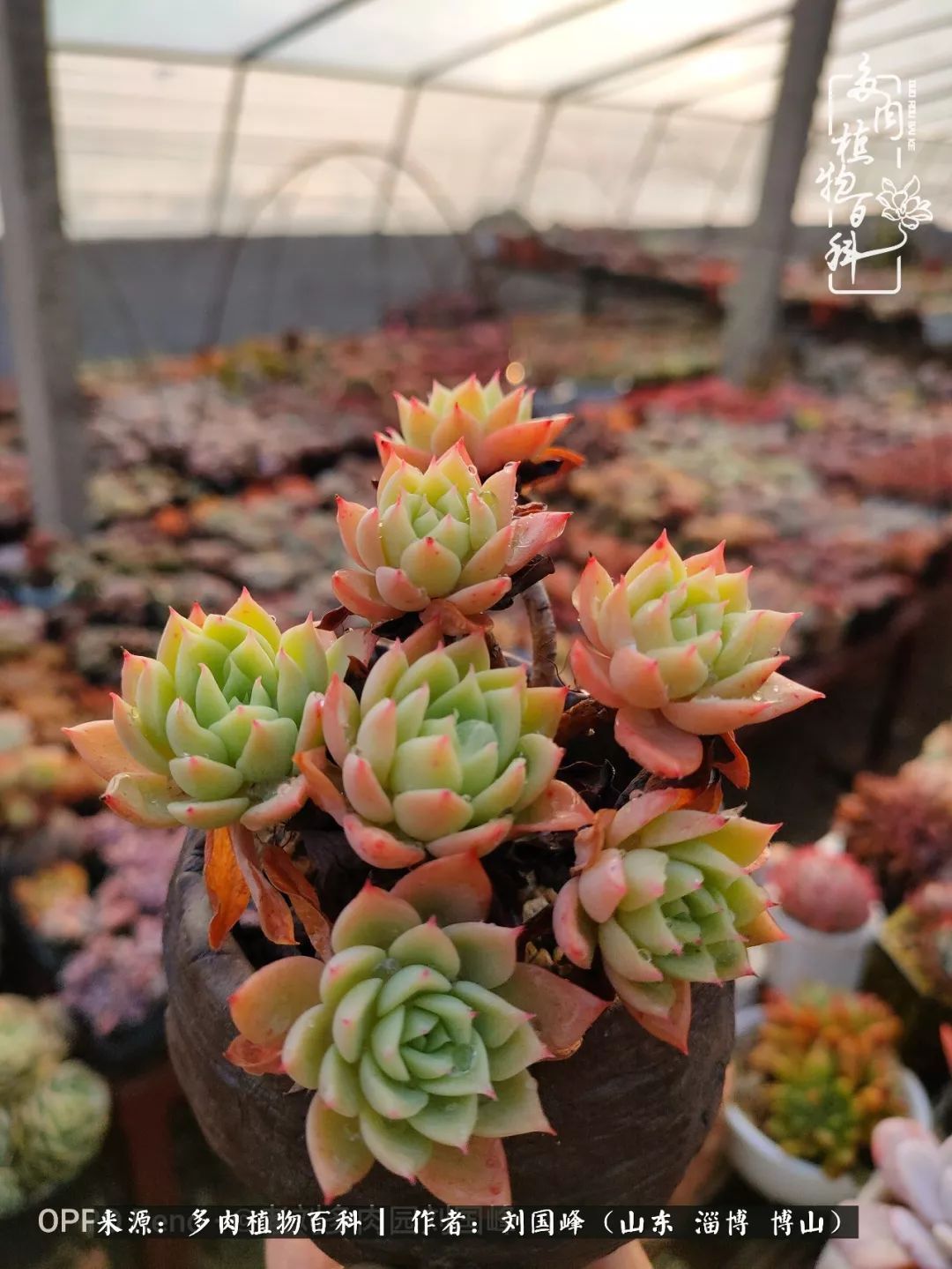 贵的不一定是对的,你的多肉究竟值多少钱附冬季养护攻略!