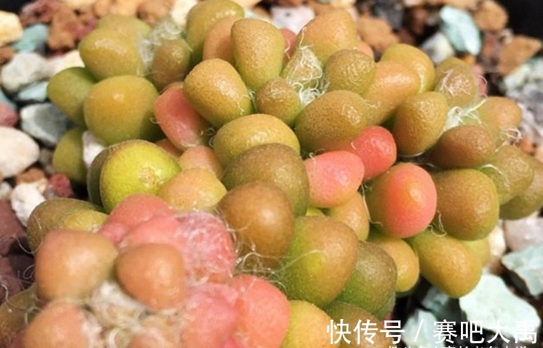 多肉茶笠是个小可爱,不但毛茸茸的,而且养出状态后还能变成彩色