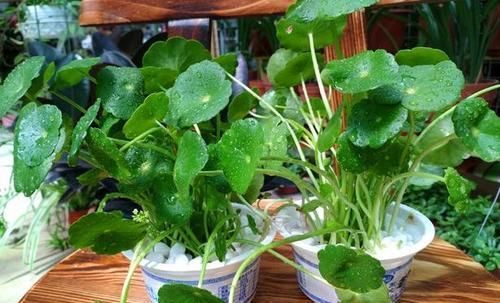 不错|家里几种没用的东西,用来养花,省钱又实用,乐趣十足!